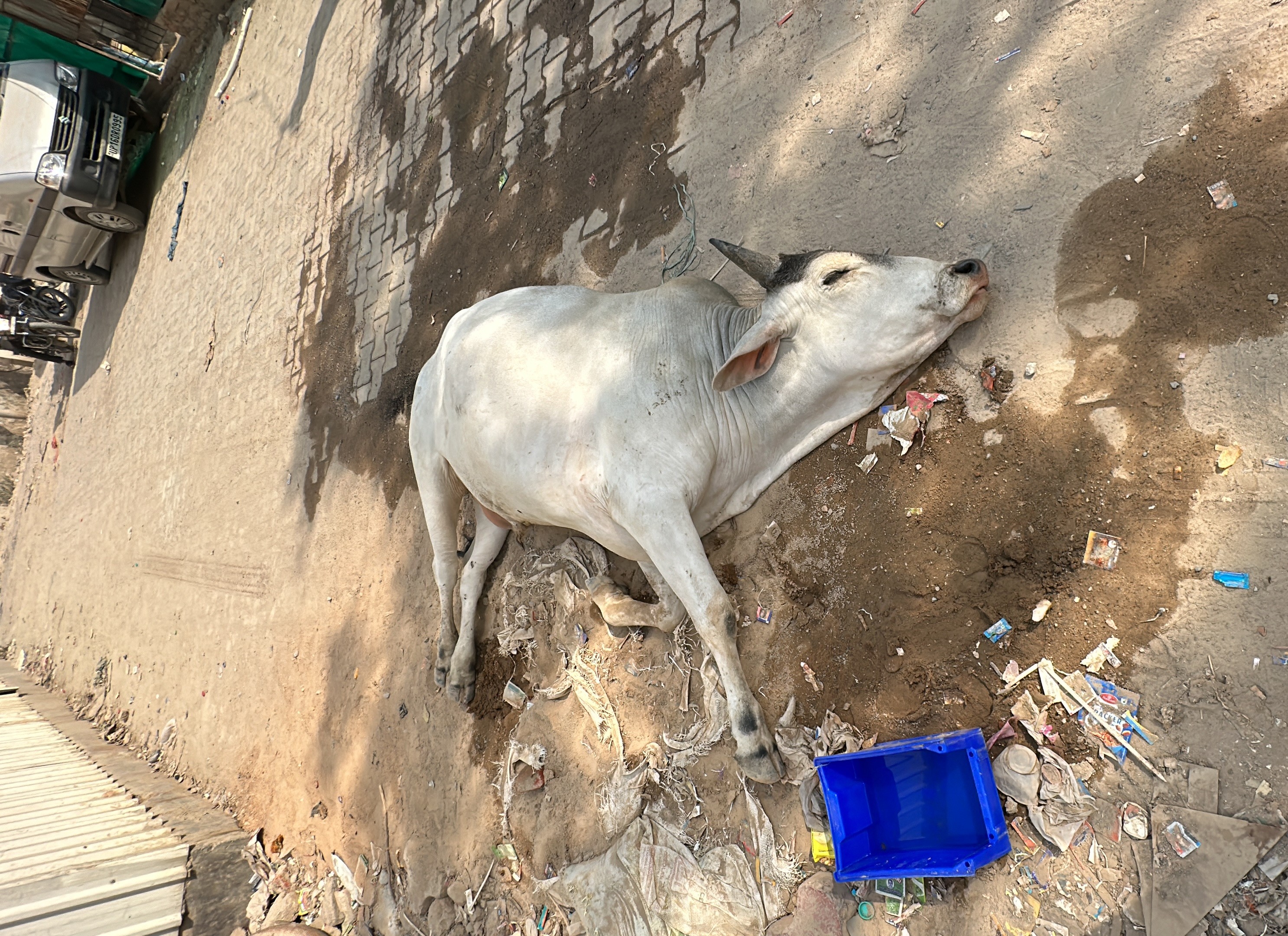 Cow rescued