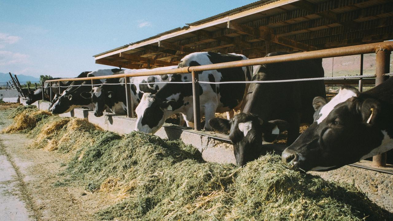 Feeding the Forgotten: Our Compassionate Commitment to Animals in Need