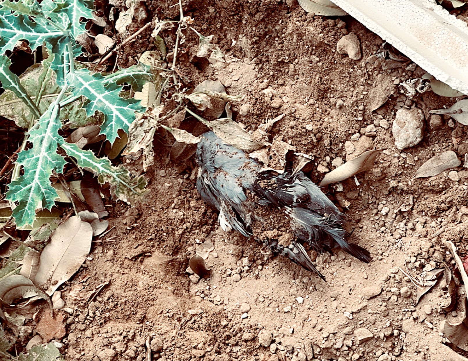 A Sacred Duty: The Silent Bond Between a Soldier and Nature's Fallen