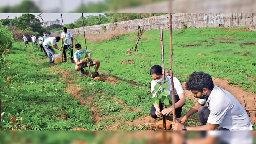 Planting Dreams: Our Four-Year Journey Towards a Greener, Kinder World